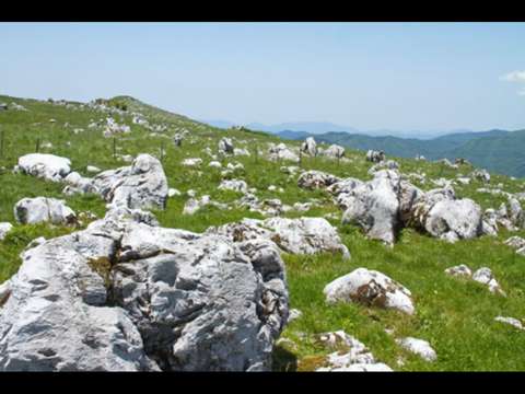 【超人気！】大野ヶ原大根と大野ヶ原キャベツセット　大根はLサイズ3本　キャベツはLサイズ3玉　大根は葉は半分カットします。