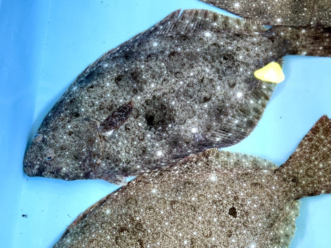 日間賀島漁師直送 天然ヒラメ60cm 1 5kg 必ず活きた個体を 血抜き 神経締めをしてその日のうちに発送します 愛知県産の魚介類 食べチョク 産地直送 産直 お取り寄せ通販 農家 漁師から旬の食材を直送