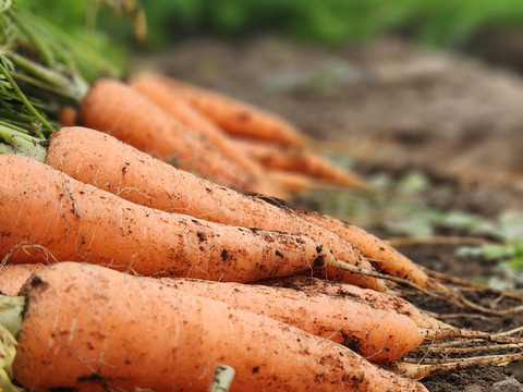 鹿児島県産　サイズ色々ニンジン3㎏