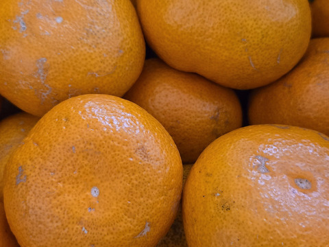 【冬ギフト】農家直送！完熟有田みかん 訳あり10kg　～蛍飛ぶ町から旬の便り～　和歌山｜有田｜田口｜ギフト｜こだわり