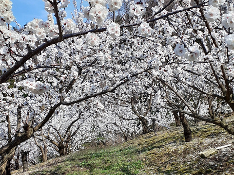 あんず(信州産)　品種信月
2K　　　予約販売　開設セール