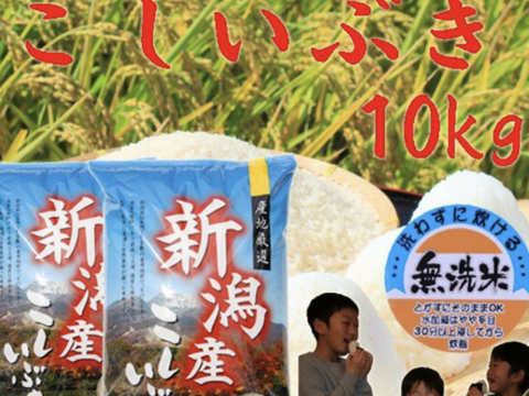 こしいぶき 無洗米 10kg 令和二年産