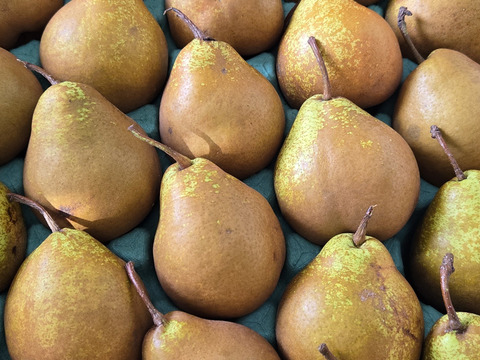 ラフランスの後の西洋梨　（（ウインターネリス））