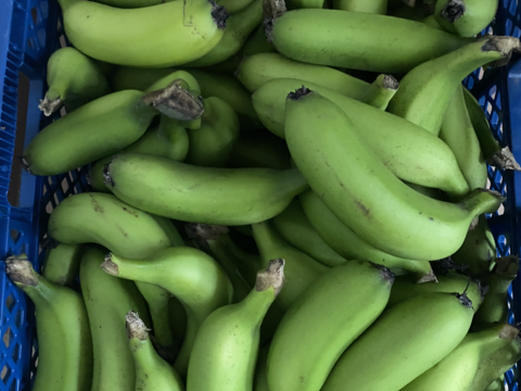調理用　青バナナ　揚げても、蒸しても、炒めても美味しい❗️ 1キロ