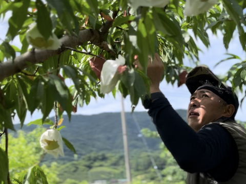 【今年初出品❗️予約限定50箱❗️】　
和歌山県産　〈白鳳〉約2㎏ 　7〜8玉入り
贈答用にも❕