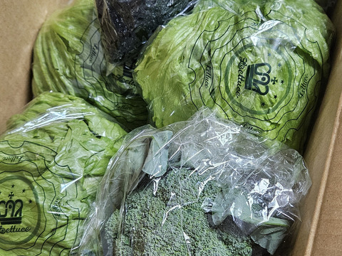 淡路島レタス、４玉