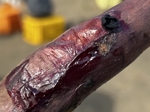 熊本県産オーガニックさつまいも！ふくむらさき【紫芋の中で最高糖度】（箱込み5kg）抗酸化作用のアントシアニンが豊富！