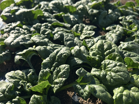 やまの畑・冬の野菜セット