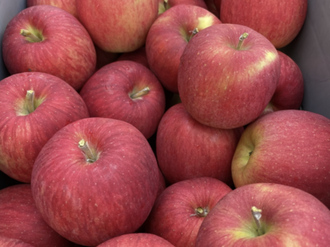 一度食べたらクセになる　木村農園の葉とらずスイート　3kg