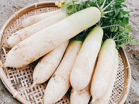 期間限定【農薬・化学肥料不使用】冬の旬野菜セット５～８品種