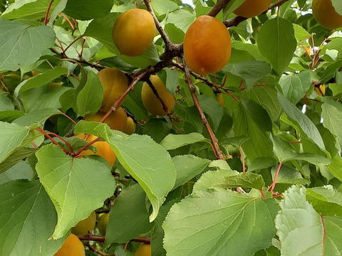 あんず(信州産)品種　信陽2K
　　　販売　開設セール