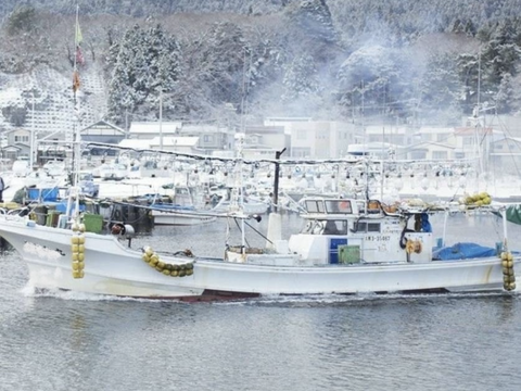 真鱈‼️タラ(メス)⭐️ 鍋の王様‼️ この時期だけの提供出来る魚です‼️ 1匹約3.5〜6kg  他の魚が余ればサービスで同梱致します⭐️