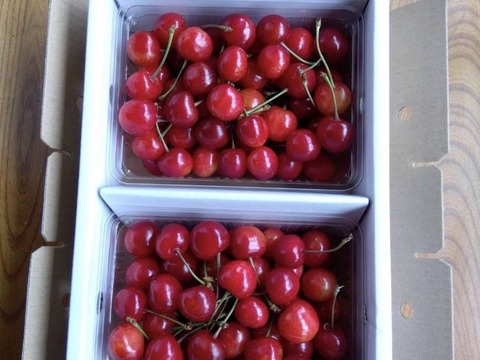 🍒⚠️期間限定【祝✨新規出品特別価格】🍒【訳あり】【佐藤錦】【M・L混合】【1kg】山形県東根産　※色のばらつき、双子、傷、多少のうるみ等有り