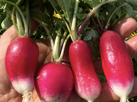 【新鮮！】野菜サラダセットと春の野菜たち （標準サイズ）
