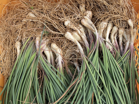 宮古島産　らっきょう　500g