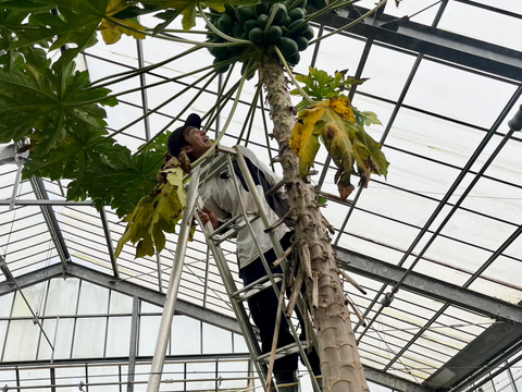 宮古島産パパイヤ🏝️　フルーツパパイヤ　２kg（２〜３個）