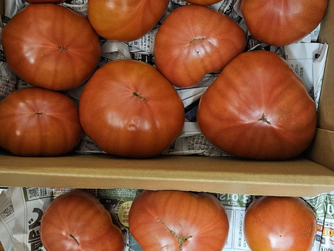 お母さんスタッフいちおし!!熊本県八代産訳ありトマト『おっぺしゃん』４kg