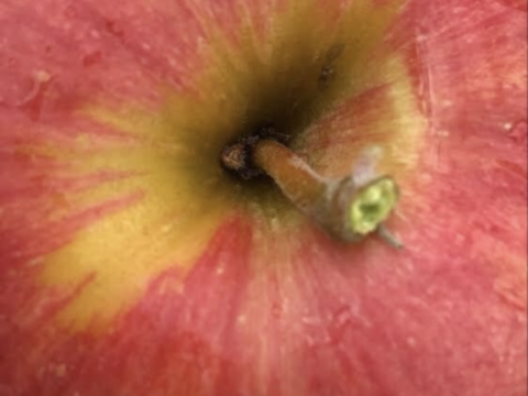 一度食べたらクセになる　木村農園の葉とらずスイート　3kg