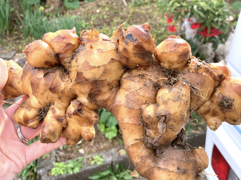 20kg高知県産生姜（土付き） 高知県産 土付き囲い生姜1キロ ｜ 野菜/薬味 産直アウル 農家・漁師