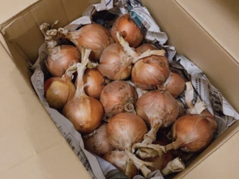2kg【固定種の旨み玉ねぎ】農薬不使用🧅野菜　自然の甘味！