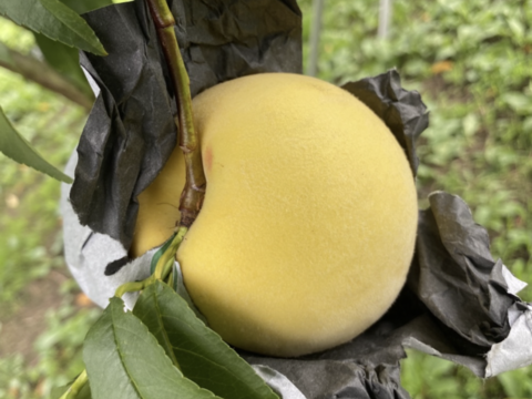 山形県産川中島白桃と黄金桃【3キロ小玉詰め合わせ】：山形県産