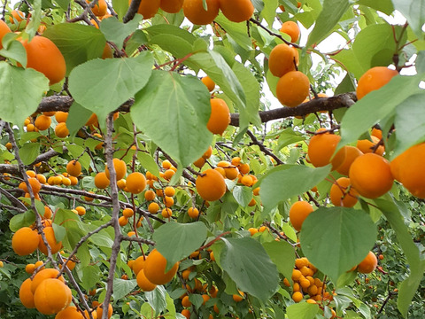 加工用あんず昭和など(信州千曲市産)2キロ　開設セール