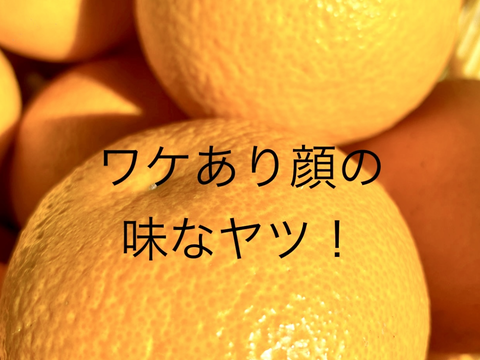 子供も喜ぶ大人の味！和歌山八朔M サイズ約10kg