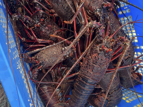 宮城県三陸産　氷締め冷凍品　イセエビ　小サイズ　1kg（1kgあたり6〜8尾入り前後）