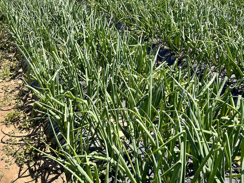 農家直送！新玉ねぎ10キロ