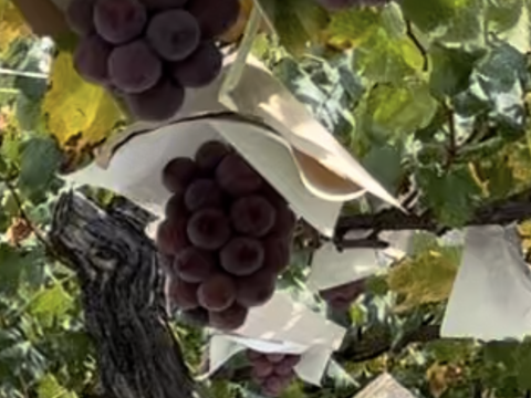 【ご自宅用・農園イチ押し！】クイーンニーナ1.2kg箱 ピンクの可愛いレア品種（農園内人気No.1）