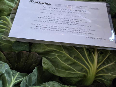 糖度12度前後の美味しい感動するキャベツ。まずは生で食べて欲しい！みつシリーズ「とくみつ」静岡県磐田市産　8玉
