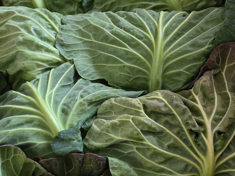 糖度12度前後の美味しい感動するキャベツ。まずは生で食べて欲しい！みつシリーズ「とくみつ」静岡県磐田市産　8玉