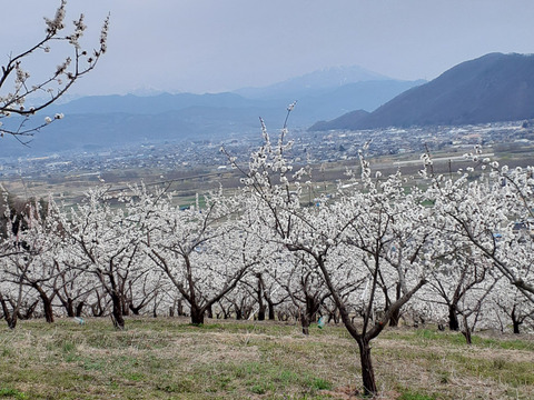 加工用あんず昭和など(信州千曲市産)2キロ　開設セール