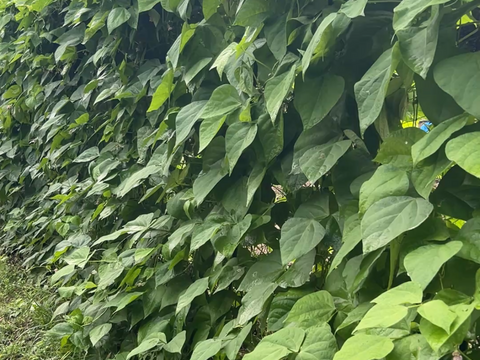 希少！ 愛知県 豊田市旭産 霜降り いんげん  500g