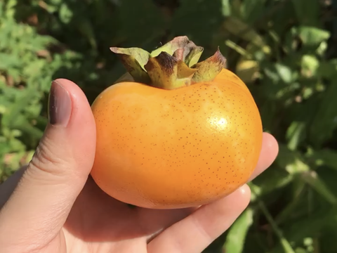 農薬、肥料未使用！山形産　柿チップ