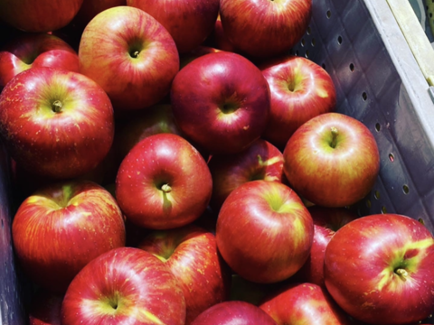 信州は山ノ内町からお届けあま〜い！　サンつがる　家庭用　10kg