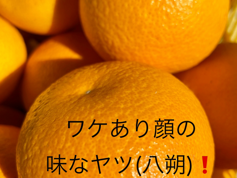 子供も喜ぶ大人の味！和歌山八朔　L&2L中心に3L~M混載約5kg