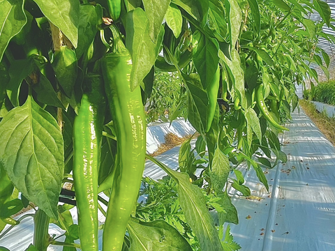 京野菜！朝採れ！万願寺とうがらし1kg