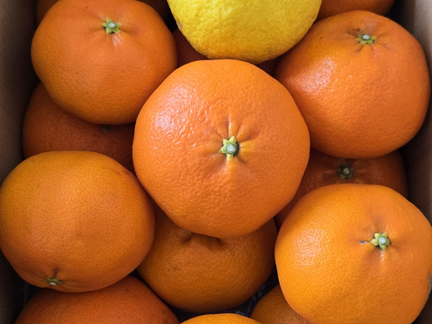 残りわずか　甘平 家庭用Ａ品　4キロ　はるかのおまけつき