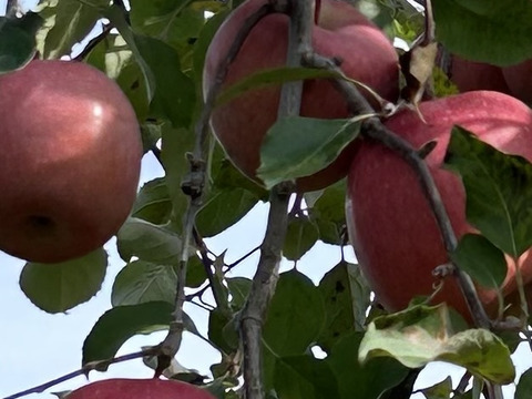 甘さと酸味が絶妙！青森県産サンふじ(訳あり)　約5kg 16個