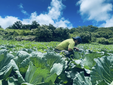【超人気！】大野ヶ原大根と大野ヶ原キャベツセット　大根はLサイズ3本　キャベツはLサイズ3玉　大根は葉は半分カットします。