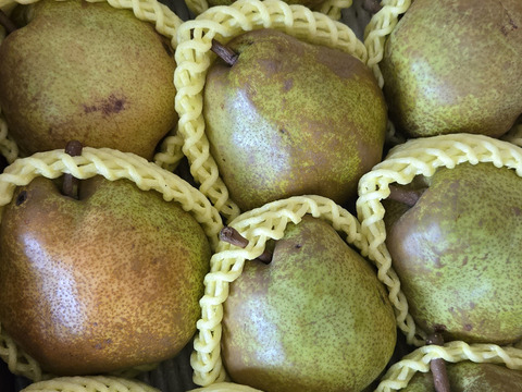 フードロスにご協力下さい‼️山形県産ラフランス【訳あり4キロ】