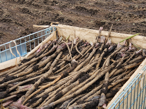 柔らかくて美味しい　サラダゴホウ　2kg