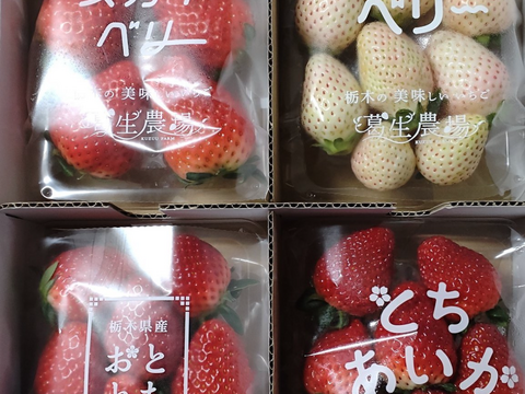 【3/16以降発送分はお得な春イチゴ販売中！】【食べチョク限定】摘みたて直送！ミルキーベリー入り！とちぎのいちご4種詰め合わせセット（4パック）（260ｇ×4パック）【いちご食べ比べ】