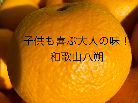 甘味x酸味+苦みスパイス=子供も喜ぶ大人の味！和歌山の八朔Ｌサイズ10kg