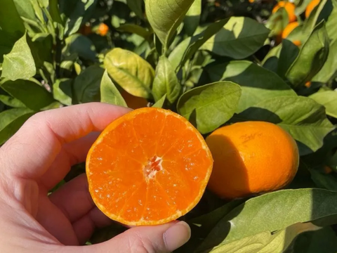 中生完熟みかん