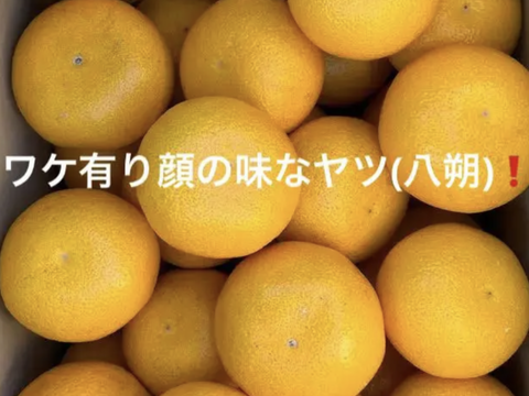 和歌山八朔の甘味・酸味・苦味の絶妙なバランス！L&M混載 15kg