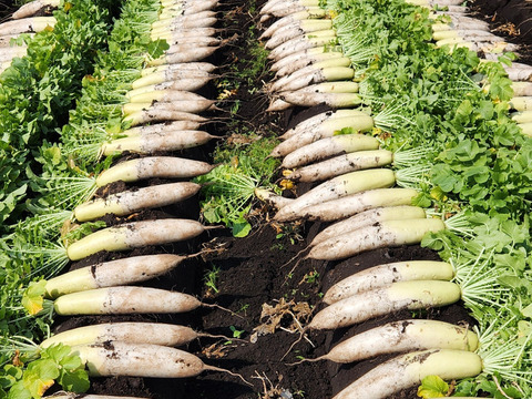 鹿児島県産　天日干し切り干し大根　100g