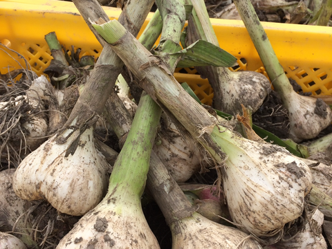 福井県産福地ホワイト6片むきニンニク500グラム