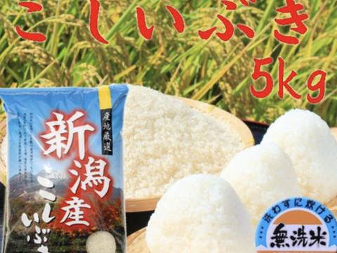 こしいぶき 無洗米 5kg 令和二年産